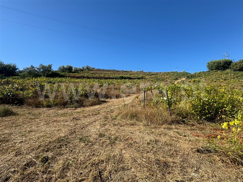 Terreno  Santa Marta de Penaguião, Lobrigos (São Miguel e São João Baptista) e Sanhoane - 1428778 - 5