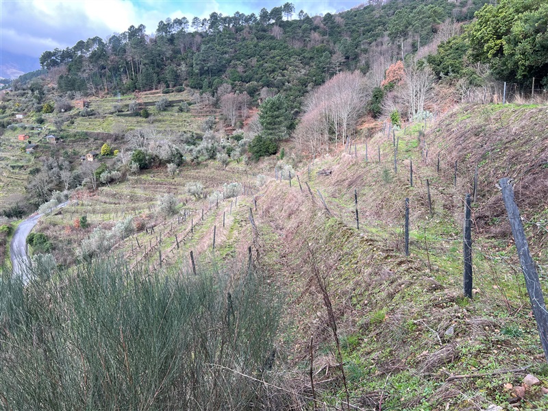 Terreno / Santa Marta de Penaguião, Louredo e Fornelos
