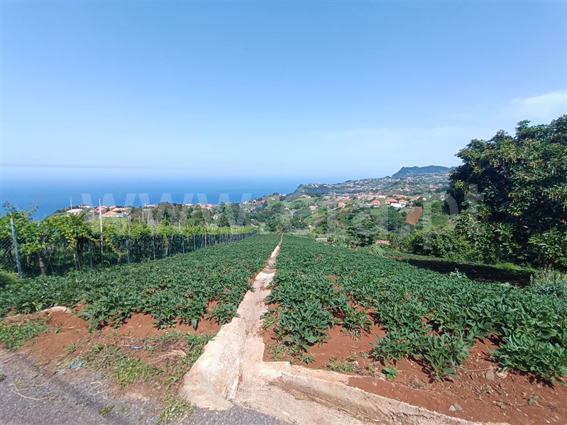 Terreno / Santana, São Jorge