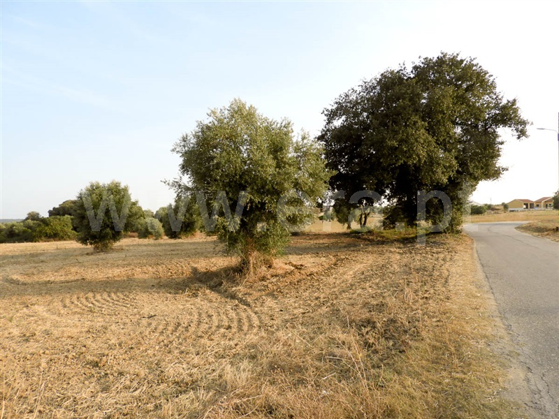 Terreno / Santarém, Raposeira