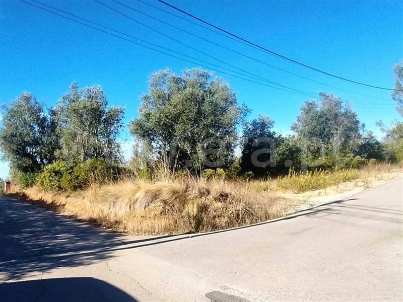 Terreno / Santarém, Verdelho