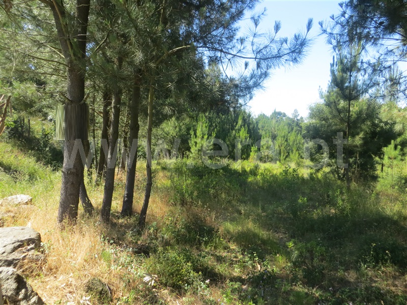 Terreno  Santo Tirso, Carreira - 1016228 - 4