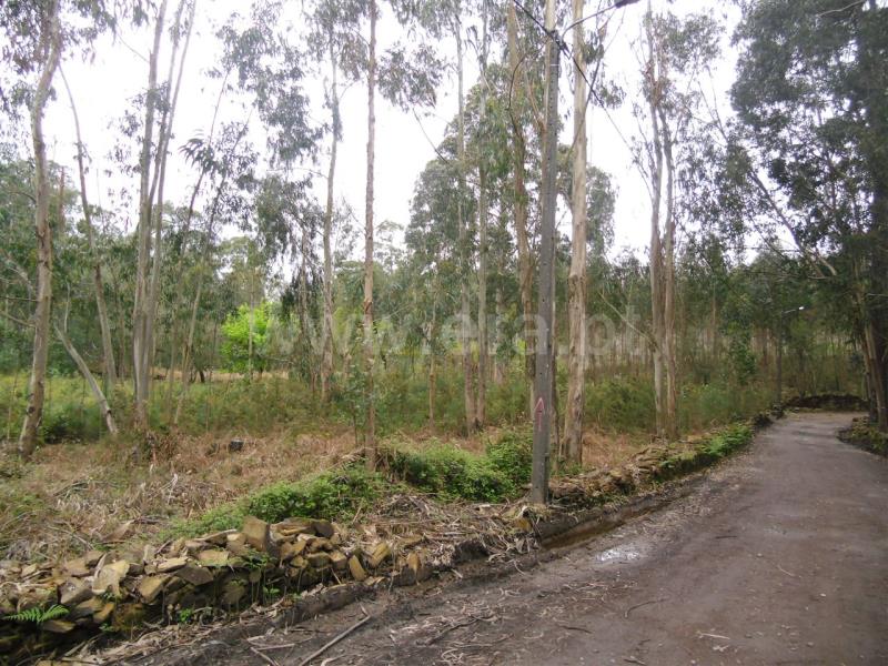 Terreno / Santo Tirso, Lamelas
