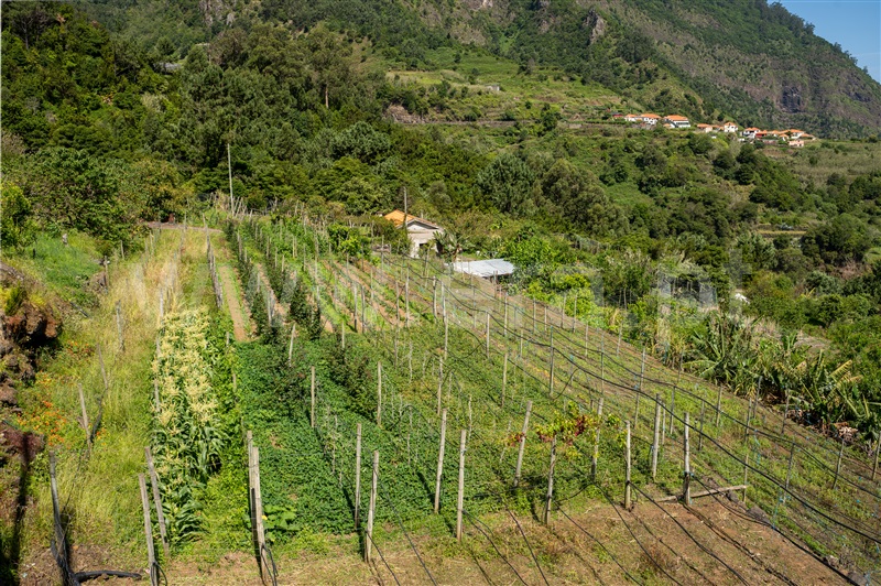 Terreno / São Vicente, São Vicente