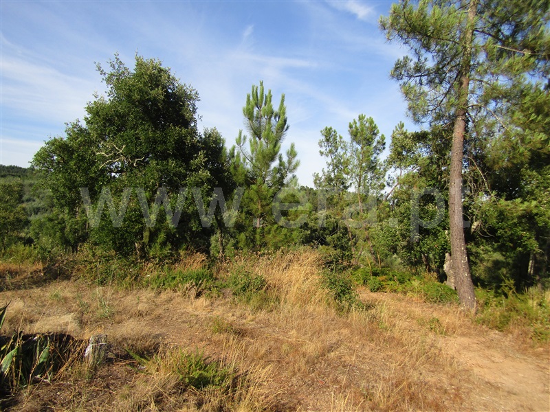 Terreno  Sardoal, Alcaravela - 1191945 - 2