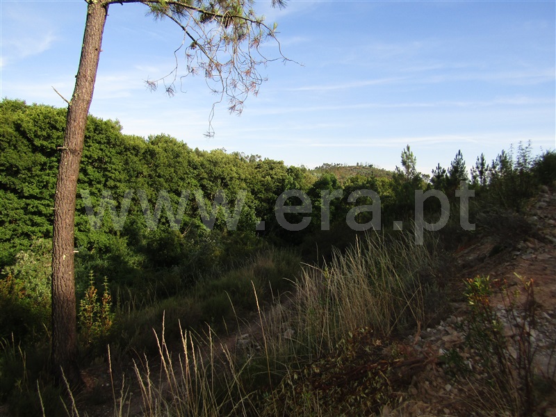 Terreno  Sardoal, Alcaravela - 1191945 - 4