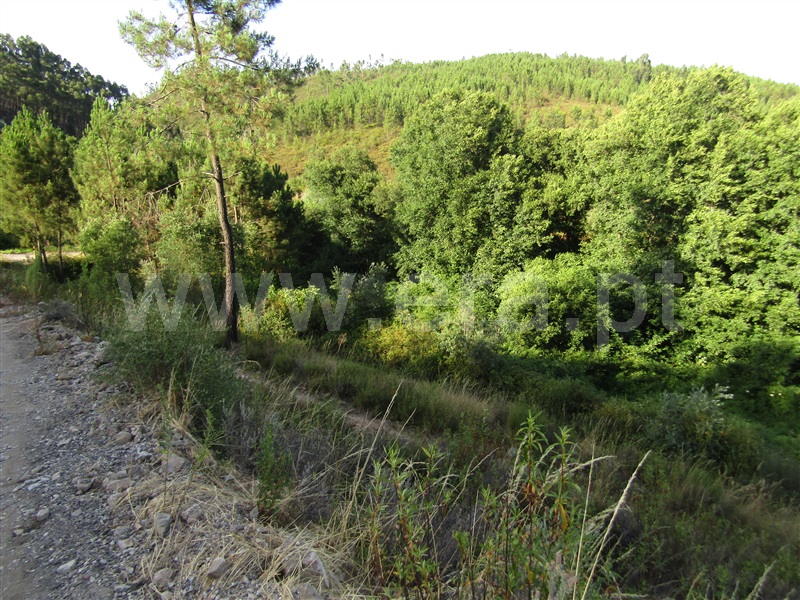Terreno  Sardoal, Alcaravela - 1191945 - 5