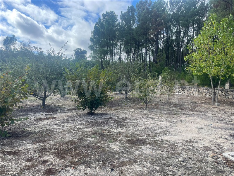 Terreno  Sátão, Romãs, Decermilo e Vila Longa - 1435314 - 2