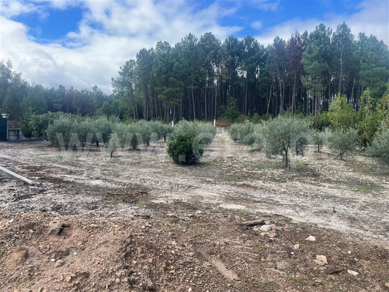 Terreno  Sátão, Romãs, Decermilo e Vila Longa - 1435314 - 7