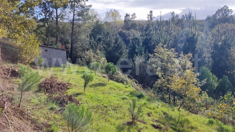 Terreno  Seia, Carragozela e Várzea de Meruge - 1281579 - 14