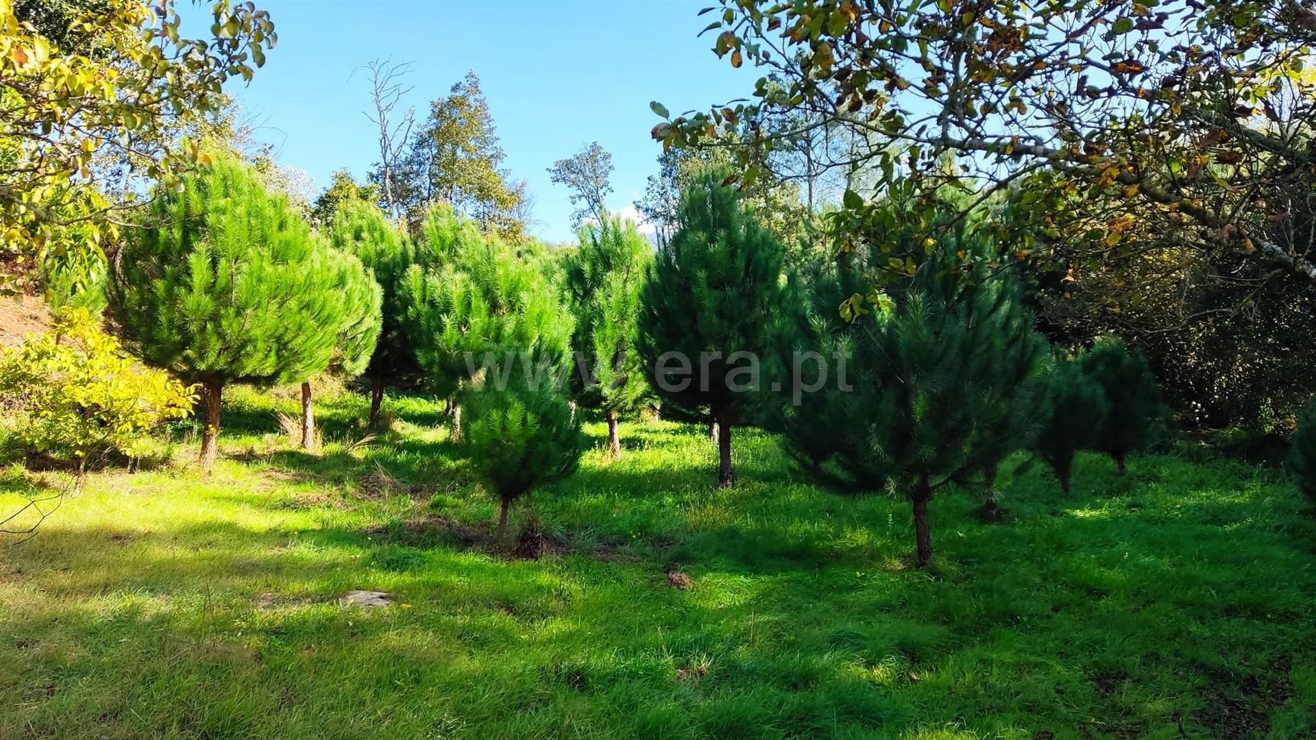 Terreno