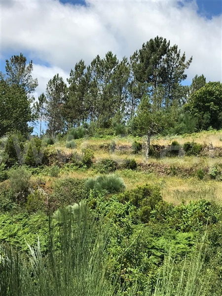 Terreno  Seia, Loriga - 1396954 - 16