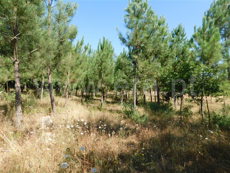 Terreno  Seia, Pinhanços - 1192410 - 2