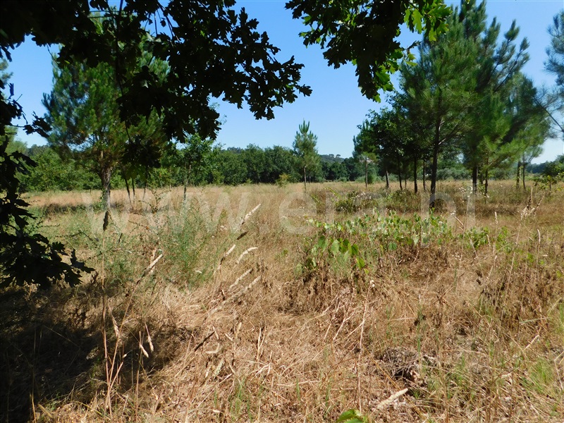 Terreno  Seia, Pinhanços - 1192410 - 11