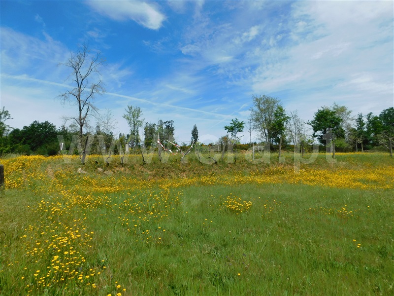Terreno  Seia, Sameice e Santa Eulália - 1325523 - 15