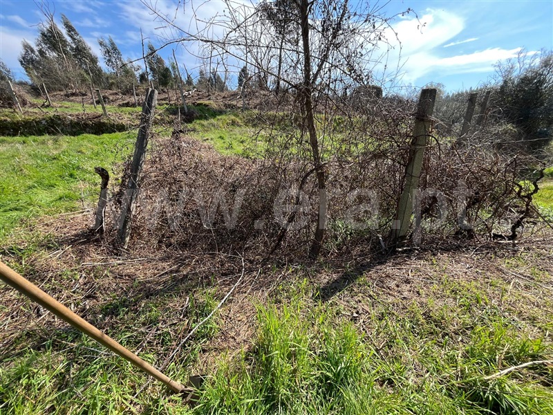 Terreno  Seia, Sameice e Santa Eulália - 1479929 - 6