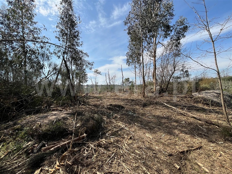 Terreno  Seia, Sameice e Santa Eulália - 1479929 - 13
