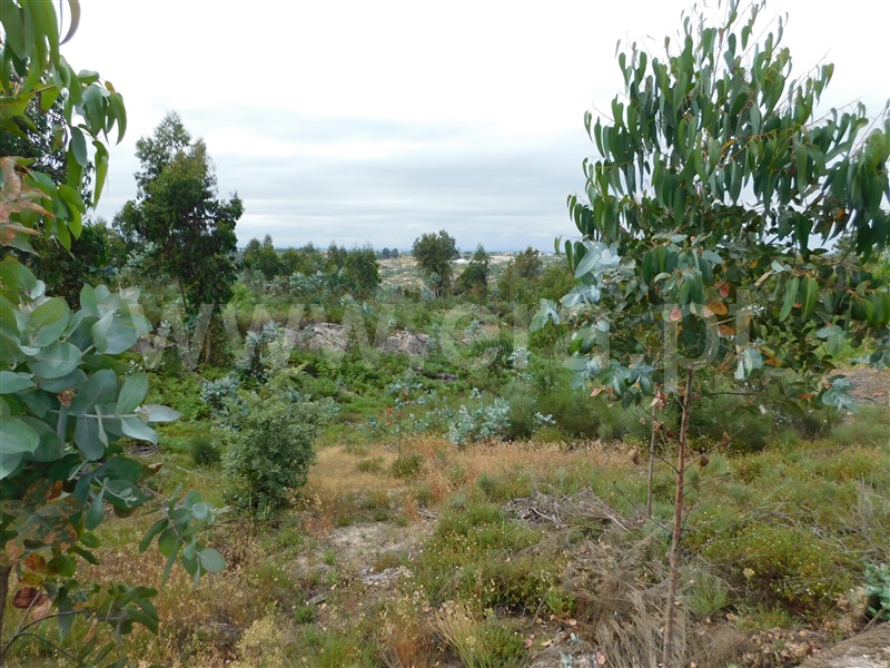 Terreno  Seia, Sameice - 1254616 - 3