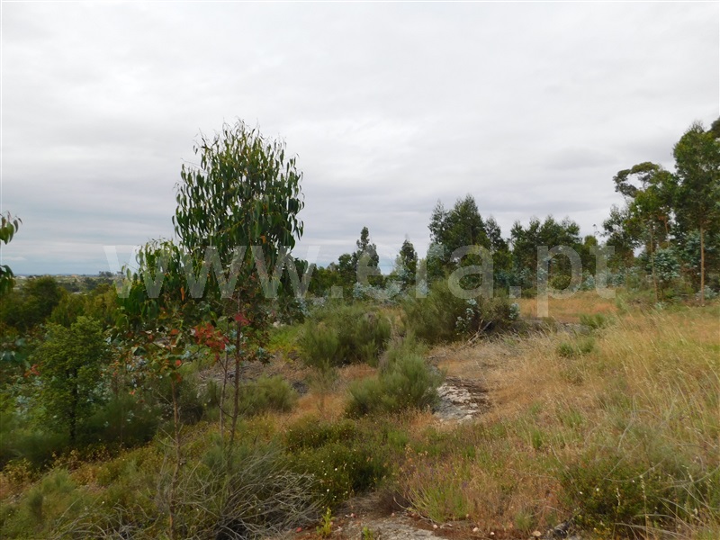 Terreno  Seia, Sameice - 1254616 - 4