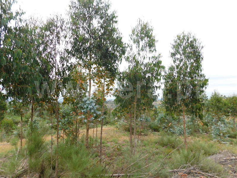 Terreno  Seia, Sameice - 1254616 - 6