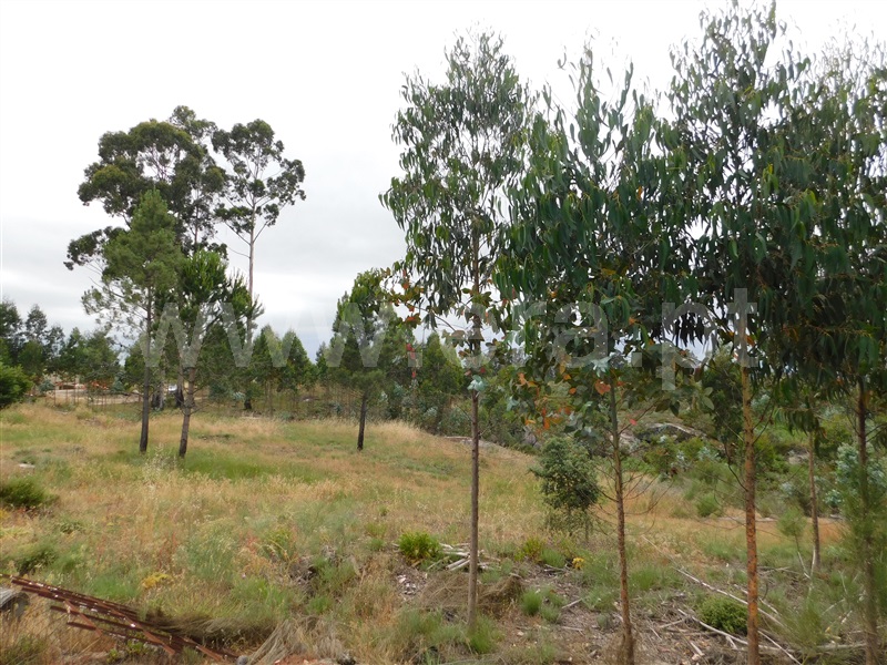 Terreno  Seia, Sameice - 1254616 - 10