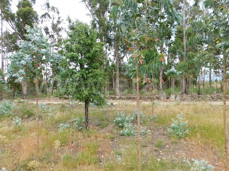 Terreno  Seia, Sameice - 1254616 - 13
