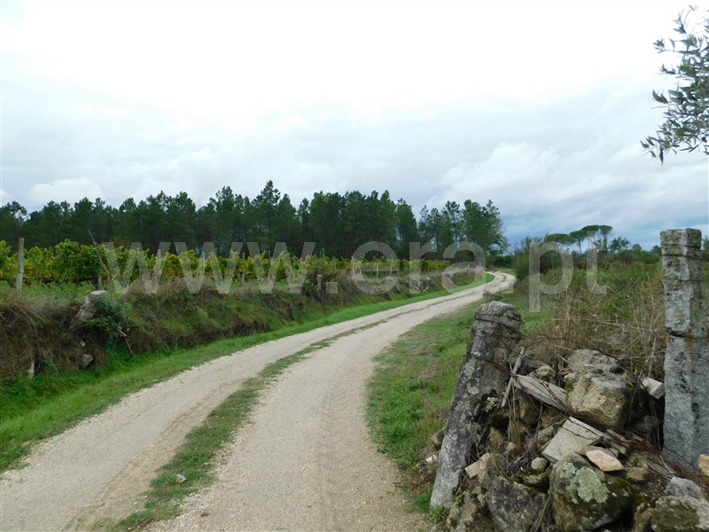 Terreno  Seia, Santa Comba - 1283810 - 2