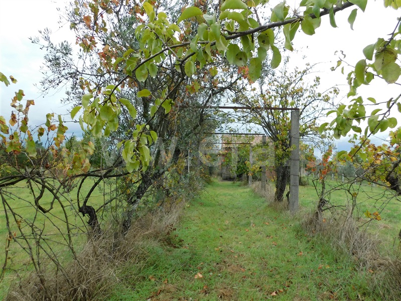 Terreno  Seia, Santa Comba - 1283810 - 7