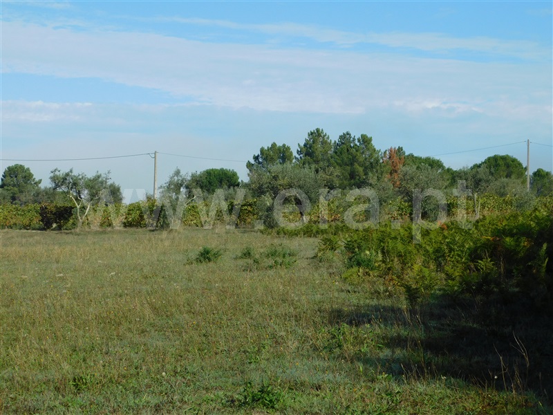 Terreno / Seia, Santa Marinha e São Martinho
