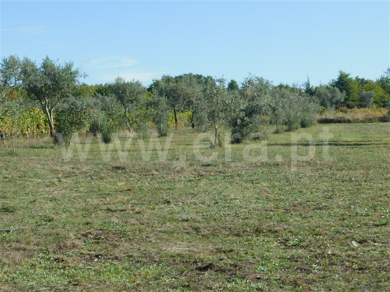 Terreno  Seia, Santa Marinha e São Martinho - 1281500 - 14