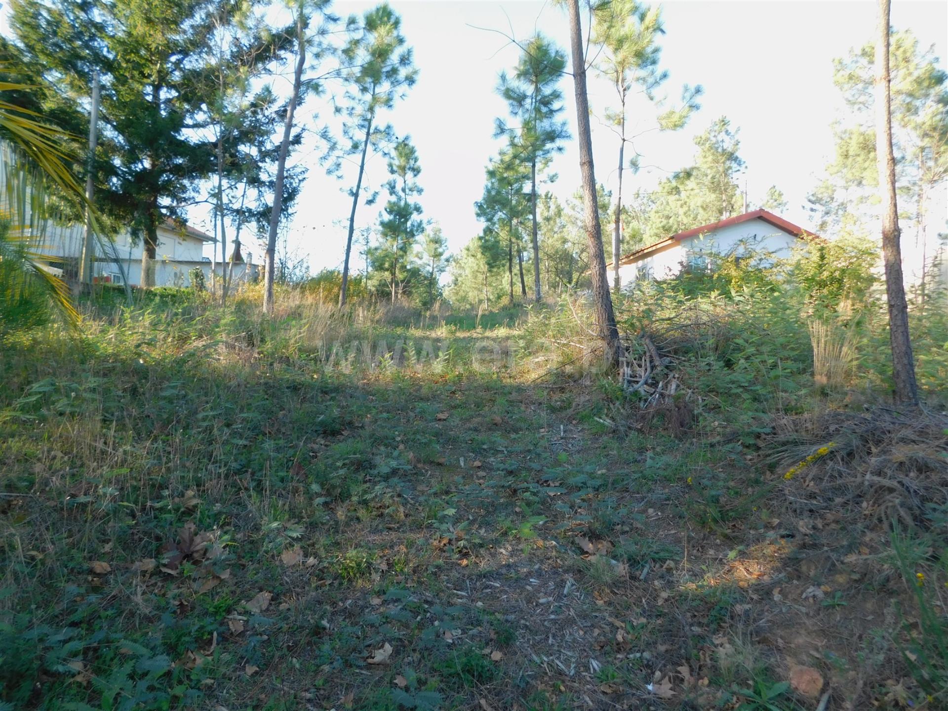 Terreno
