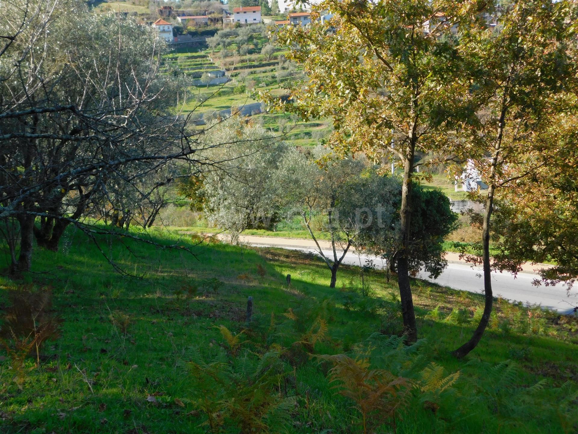 Terreno