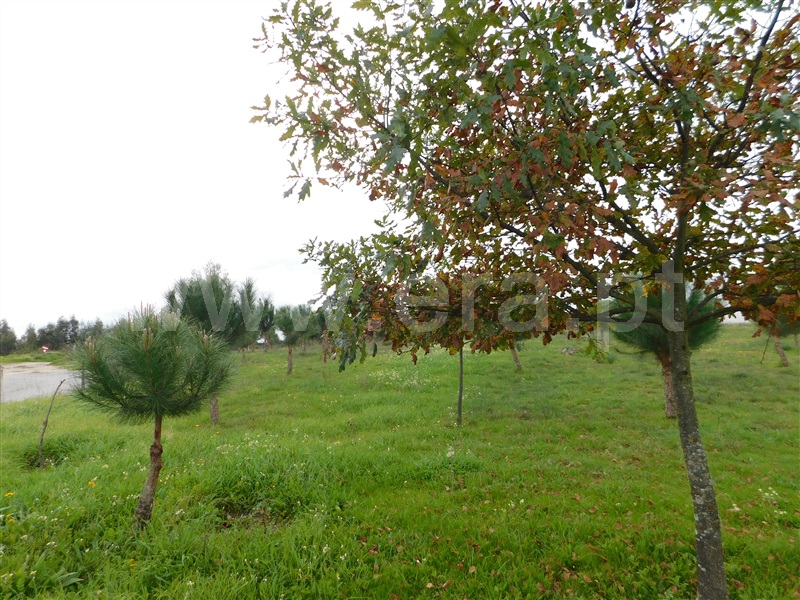 Terreno  Seia, Tourais e Lajes - 1372884 - 7