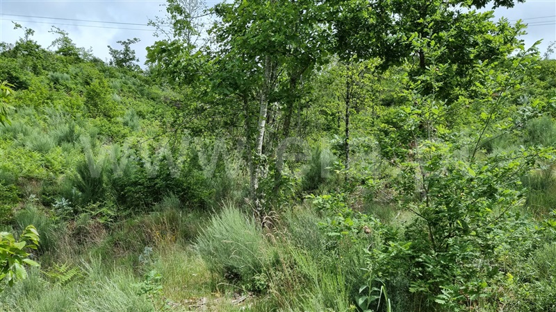 Terreno  Seia, Valezim - 1253489 - 2