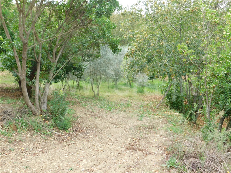 Terreno  Seia, Vila Cova à Coelheira - 1362280 - 5