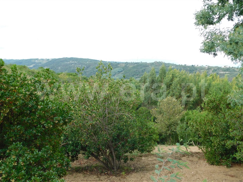 Terreno / Seia, Vila Cova à Coelheira
