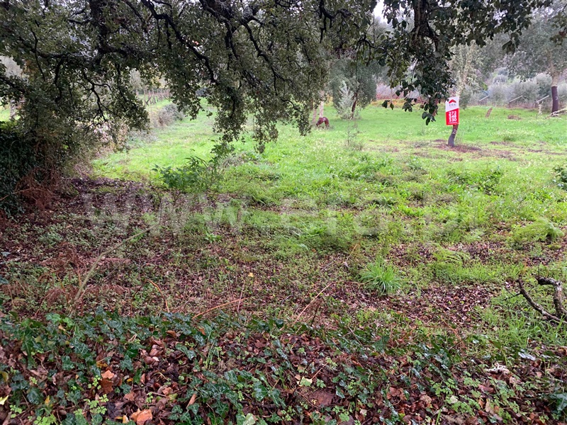 Terreno  Sertã, Pedrogão Pequeno - 1369006 - 4