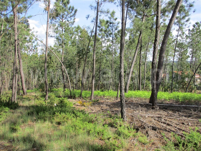 Terreno  Sertã, Sertã - 1167720 - 3