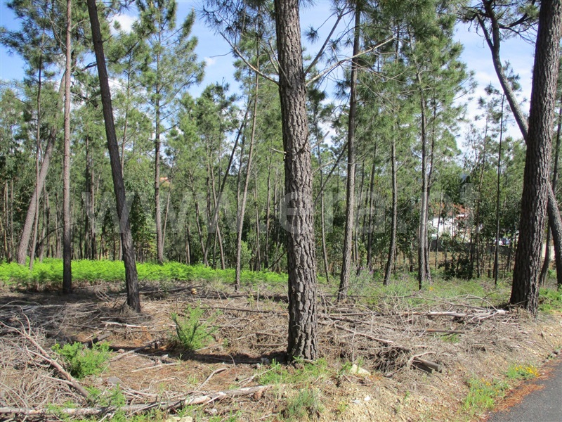 Terreno  Sertã, Sertã - 1167720 - 5