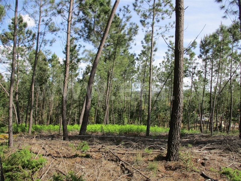 Terreno  Sertã, Sertã - 1167720 - 7