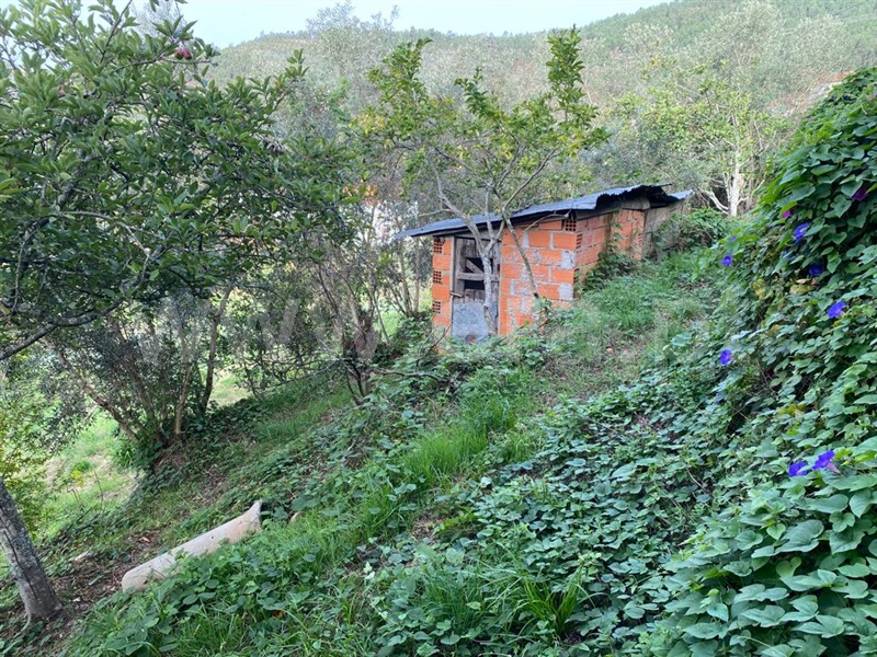 Terreno / Sever do Vouga, Talhadas