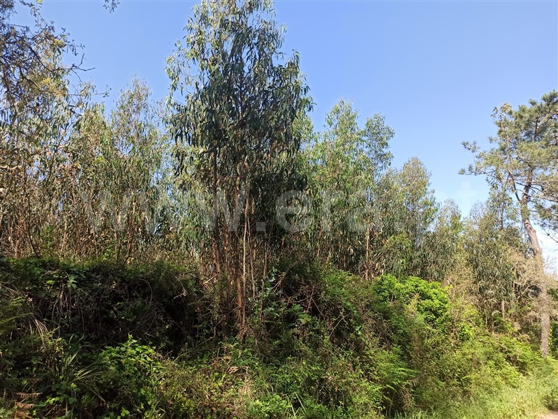 Terreno  Sintra, Almargem do Bispo - 765079 - 11
