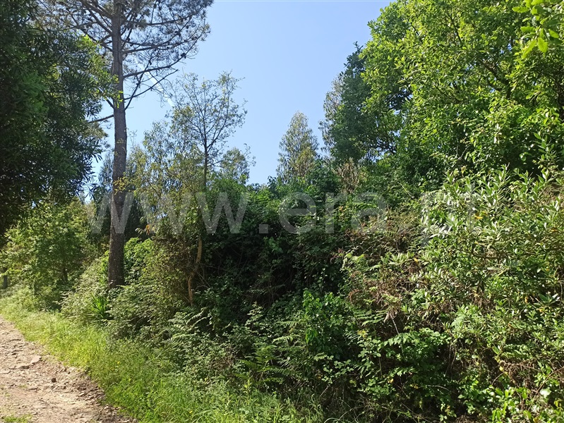 Terreno  Sintra, Almargem do Bispo - 765079 - 10