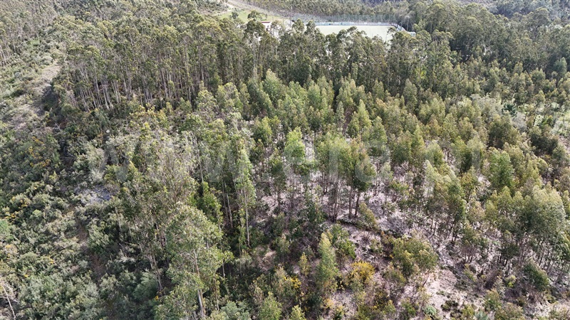 Terreno / Soure, Gesteira e Brunhós