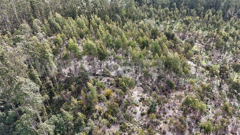 Terreno  Soure, Gesteira e Brunhós - 1390588 - 2