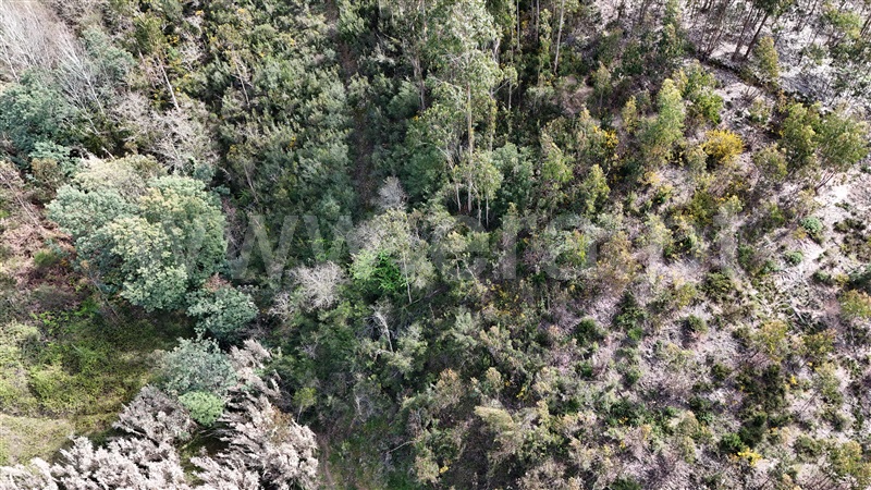 Terreno  Soure, Gesteira e Brunhós - 1390588 - 3