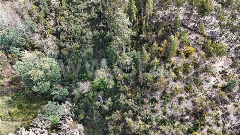 Terreno  Soure, Gesteira e Brunhós - 1390588 - 4