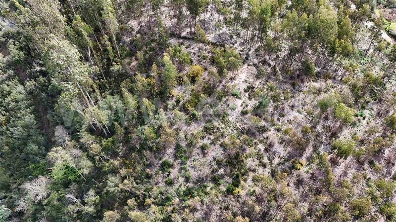 Terreno  Soure, Gesteira e Brunhós - 1390588 - 5