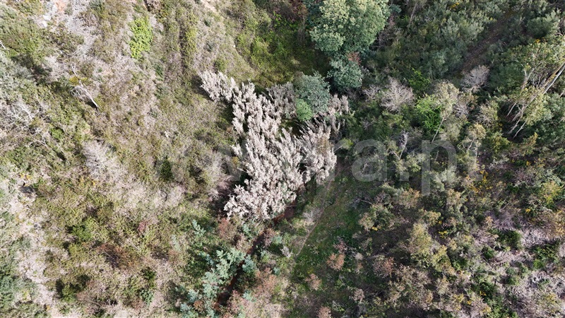 Terreno  Soure, Gesteira e Brunhós - 1390588 - 6