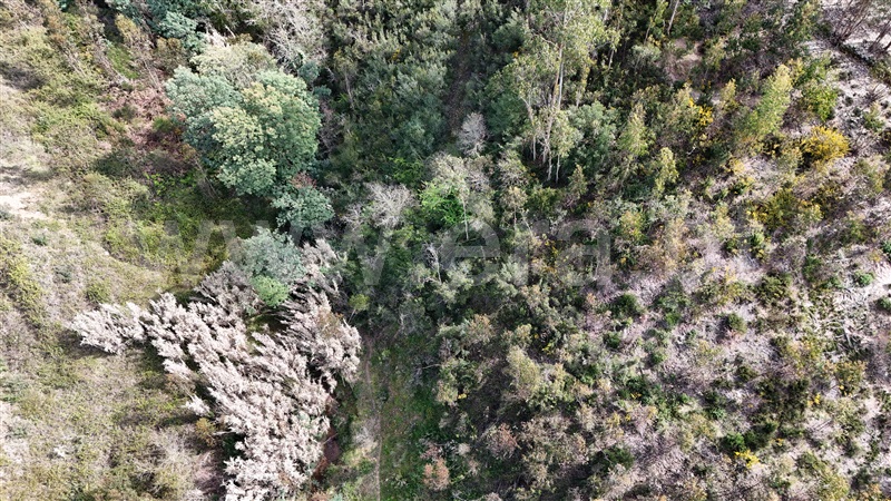Terreno  Soure, Gesteira e Brunhós - 1390588 - 7